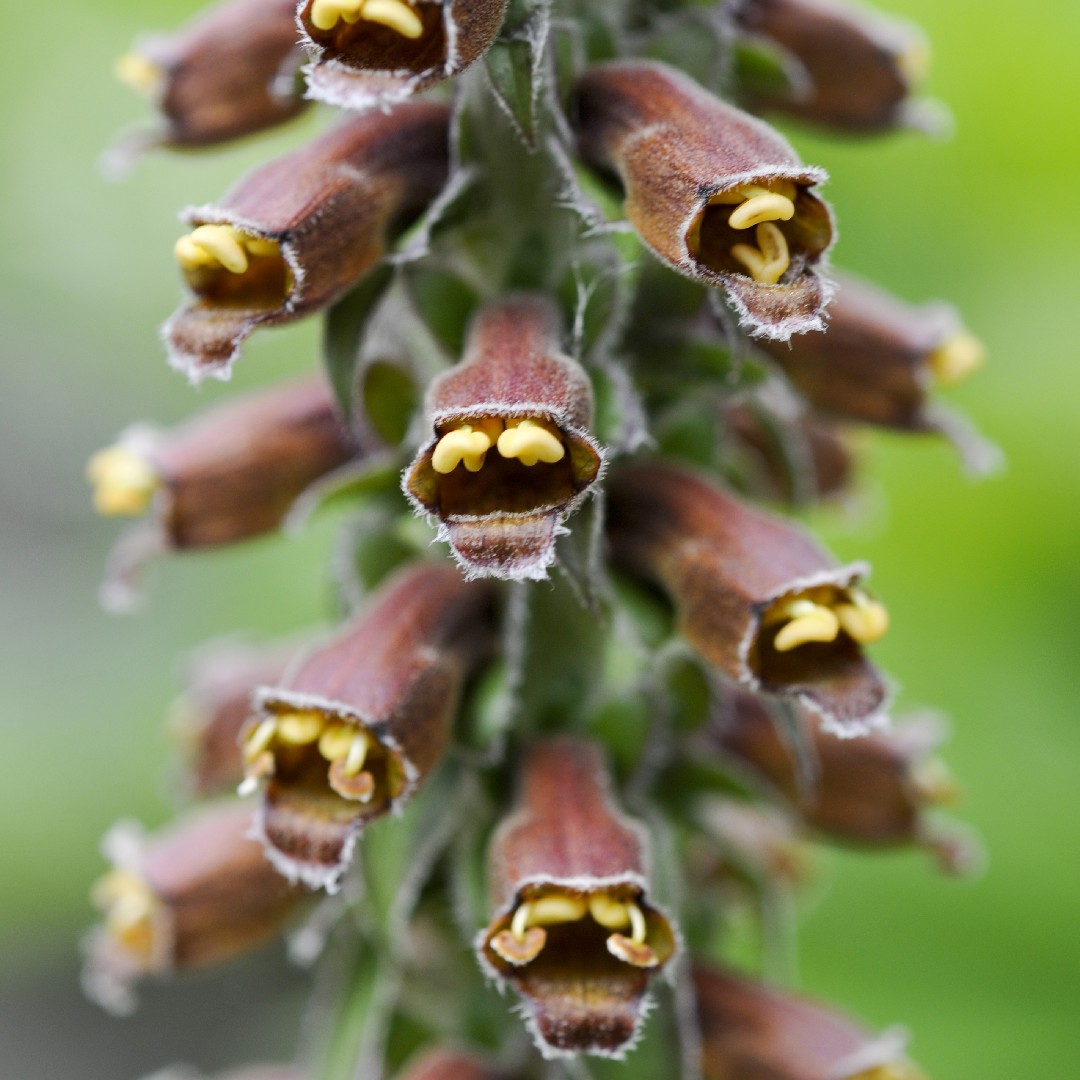 Наперстянка мелкоцветковая (Digitalis parviflora) - PictureThis