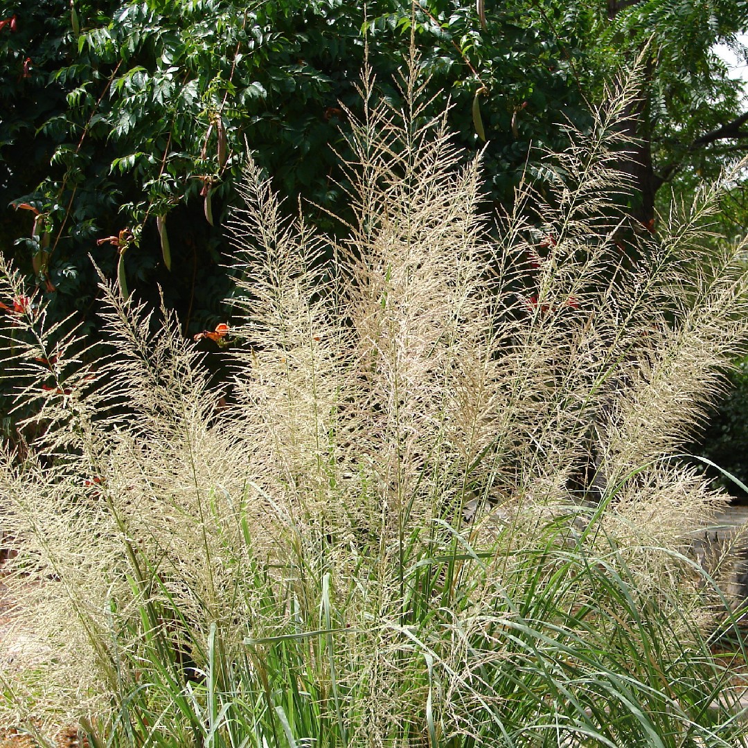 Sporobolus wrightii PictureThis