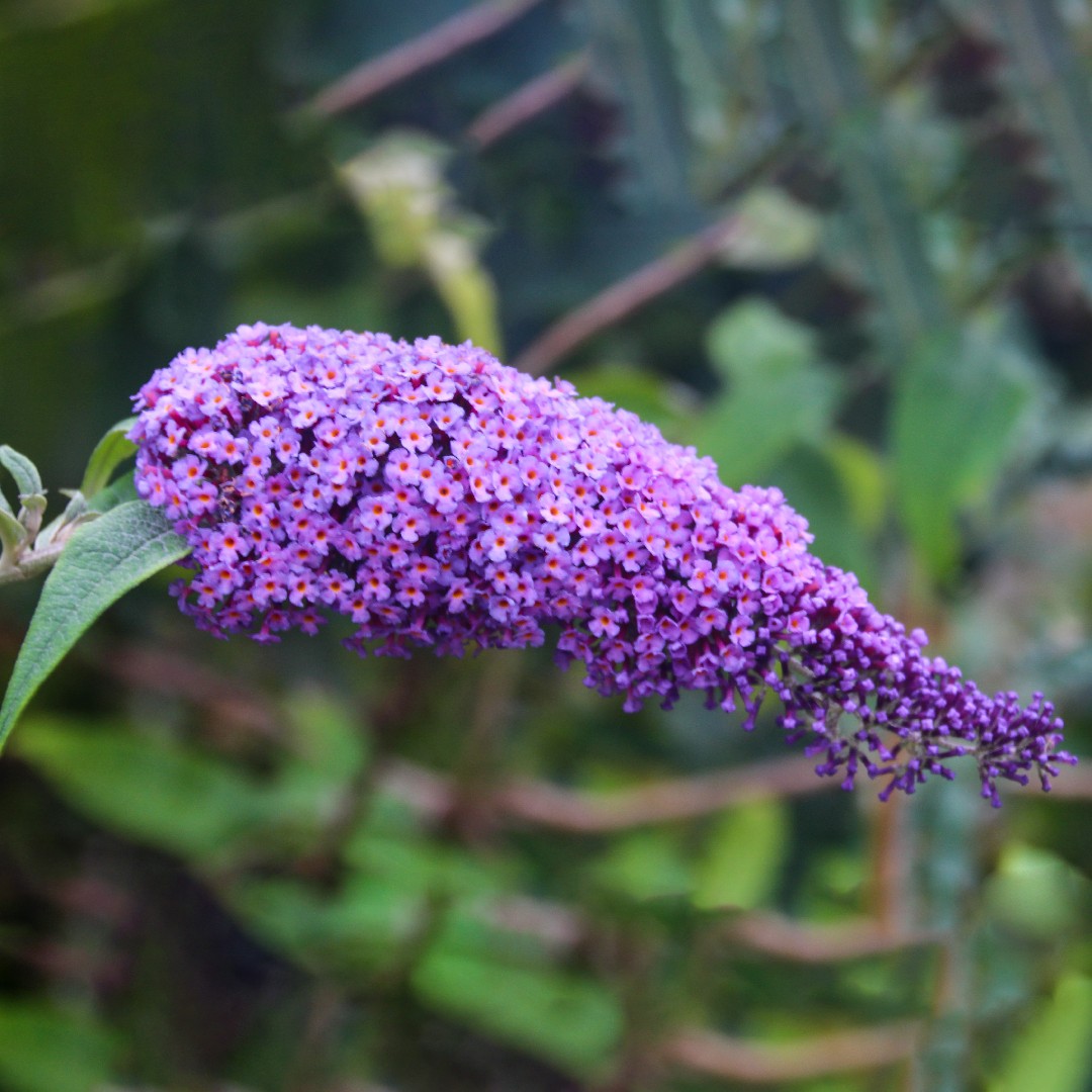 Butterfly bushes Care (Watering, Fertilize, Pruning, Propagation