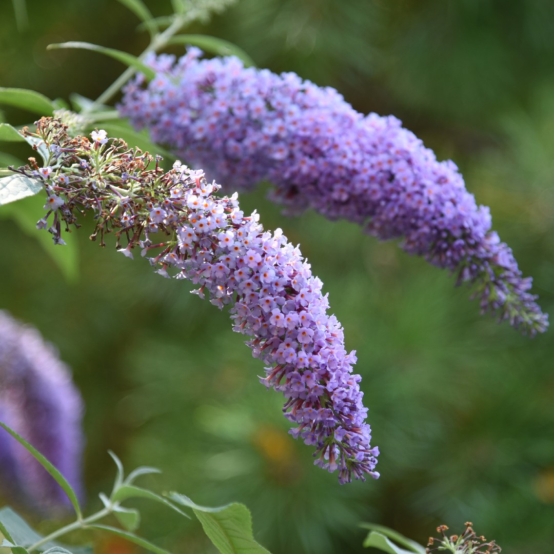 How to Grow and Care for Butterfly bush 'Wisteria Lane'