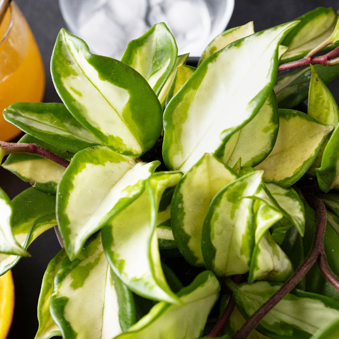 ホヤ・カルノサ 'クリムゾン・プリンセス' (Hoya carnosa 'Krimson