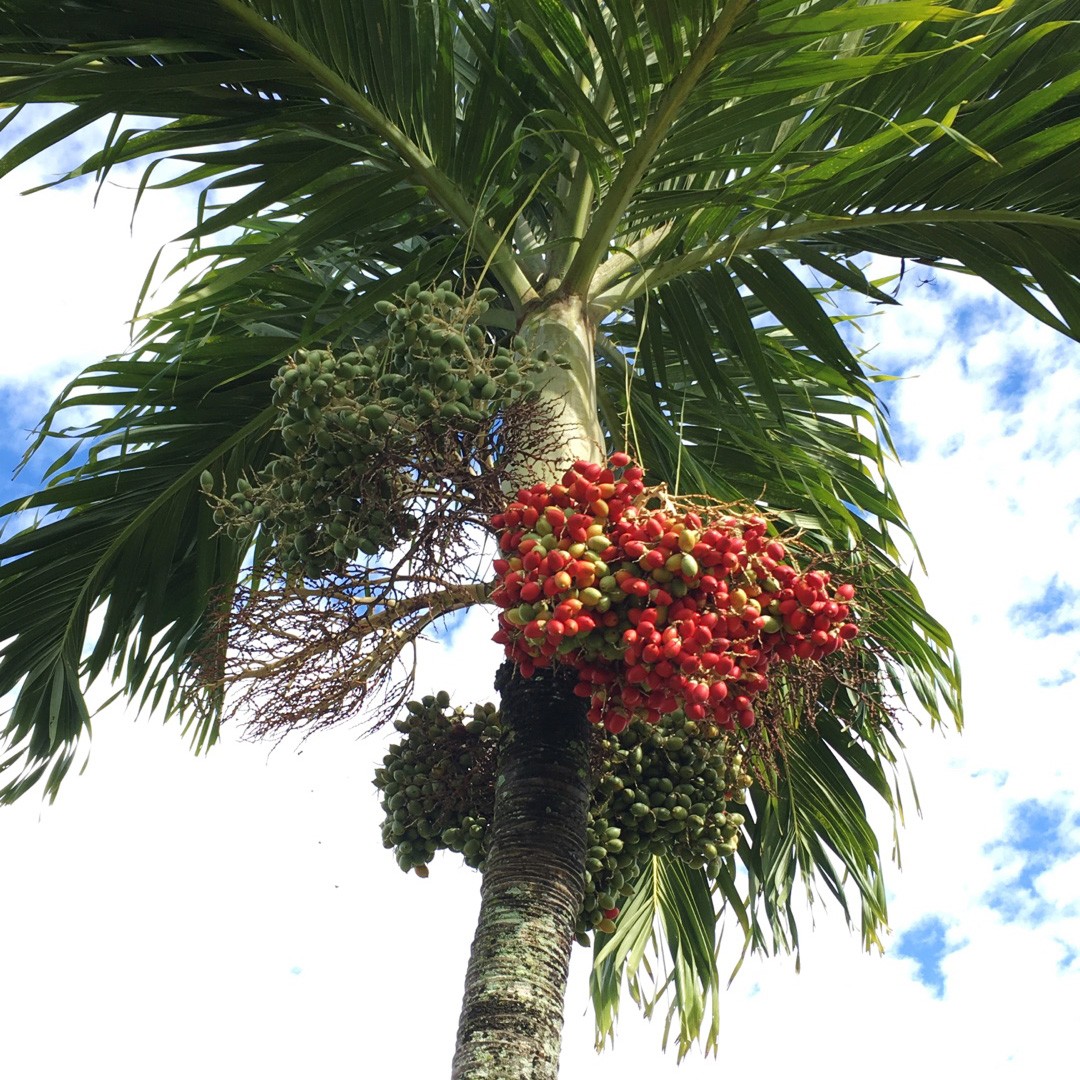Outre-mer : le jaunissement du palmier