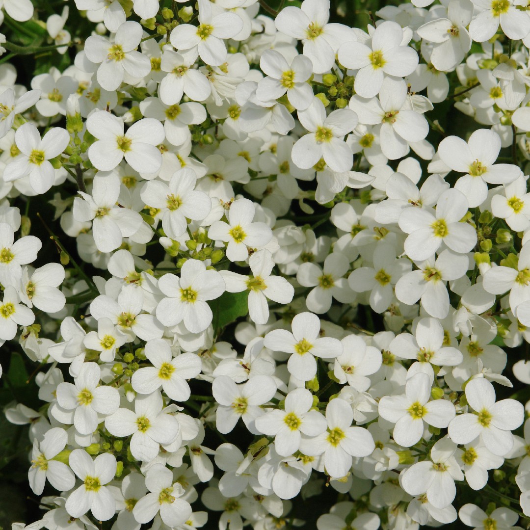 Rockcresses Care (Watering, Fertilize, Pruning, Propagation) - PictureThis