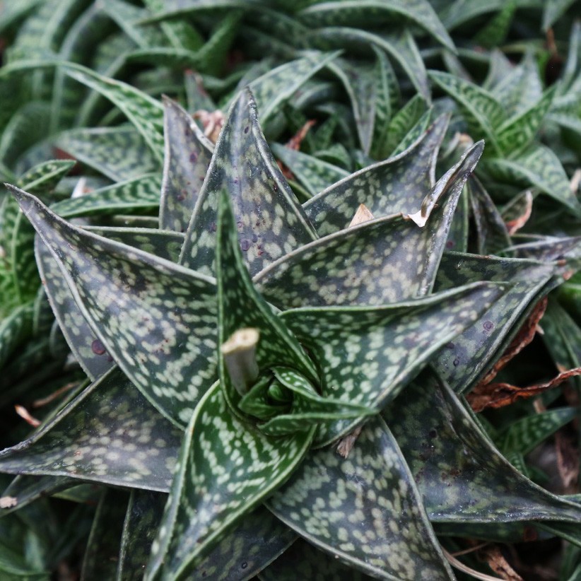Top Benefits of Aloe descoingsii for Enhancing Your Home Environment