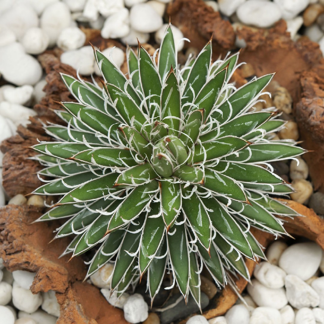 滝の白糸 (Agave schidigera) - PictureThis