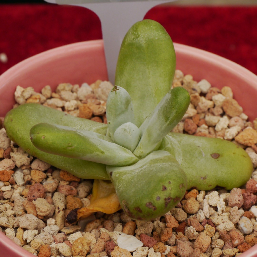 How to Grow and Care for Cedros Liveforever