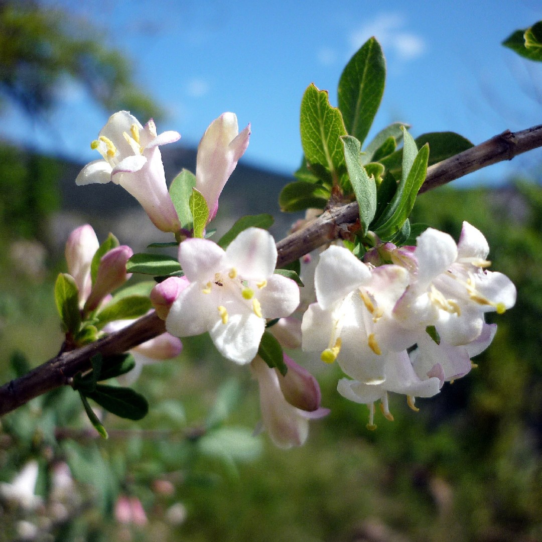 Pyrenean honeysuckle (Lonicera pyrenaica) - PictureThis