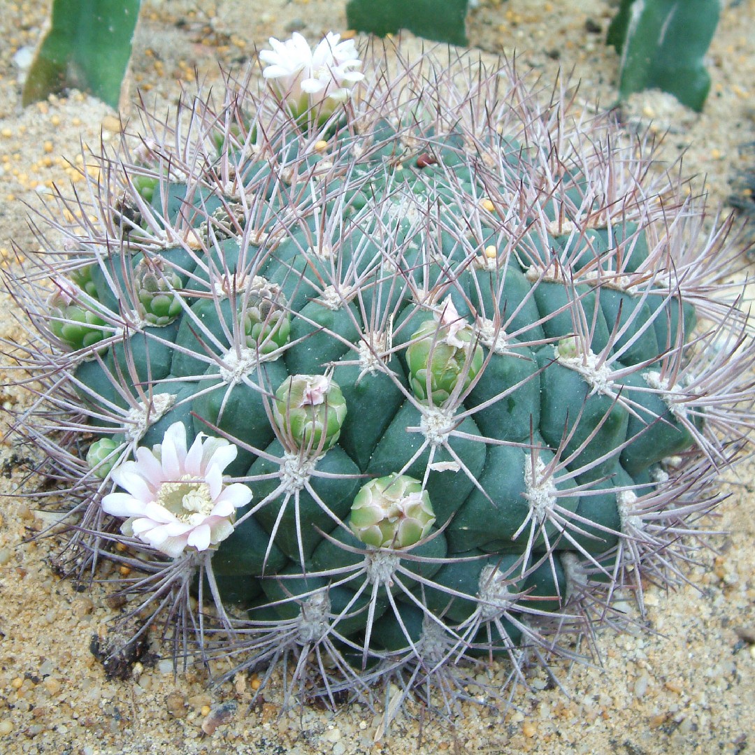 Giant chin cactus (Gymnocalycium saglionis) - PictureThis