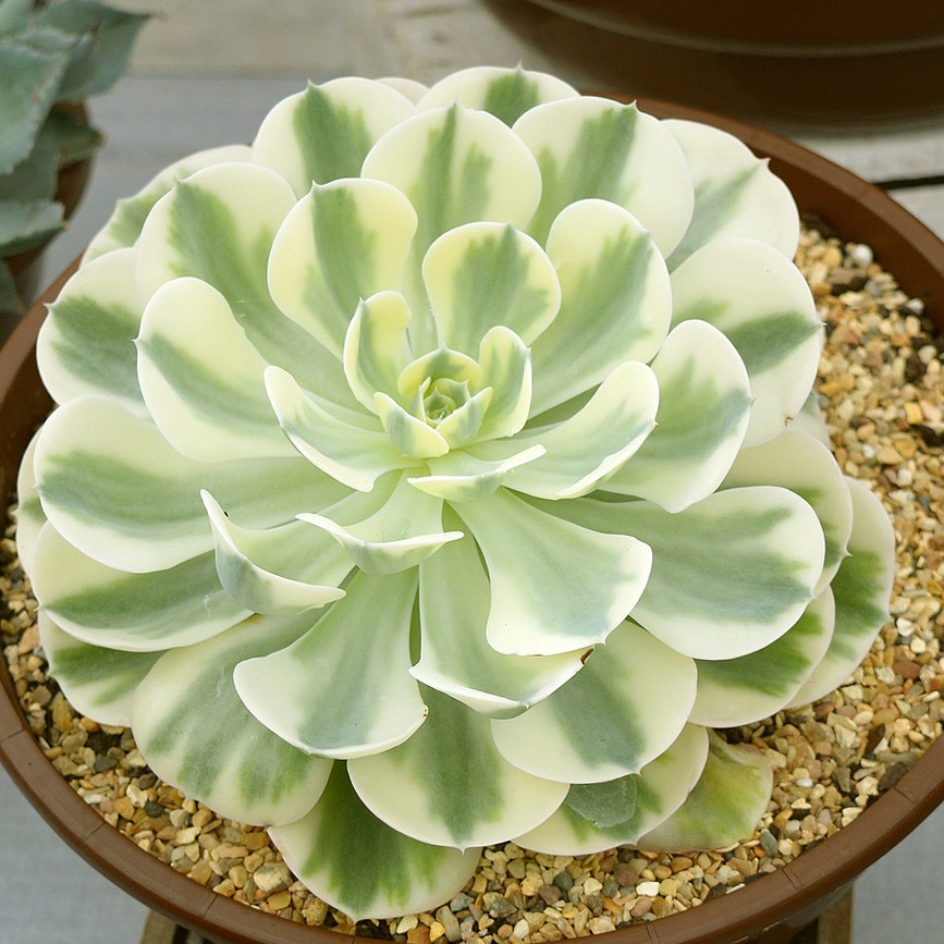 How to Grow and Care for Lenore Dean