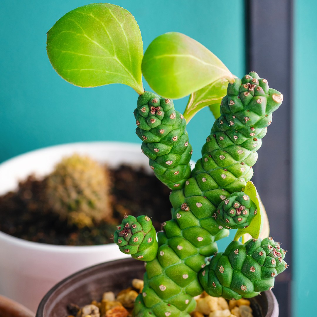 Euphorbia ritchiei - PictureThis