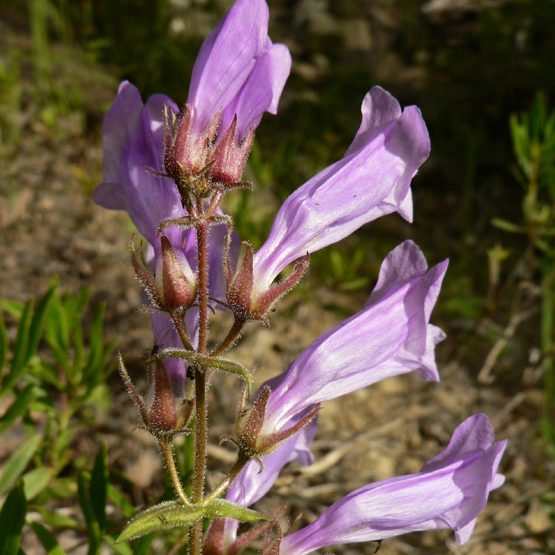 Penstemon fruticosus PictureThis