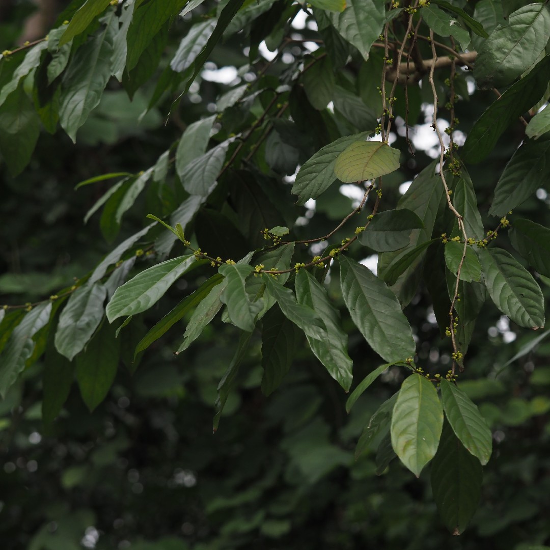 Casearia PictureThis