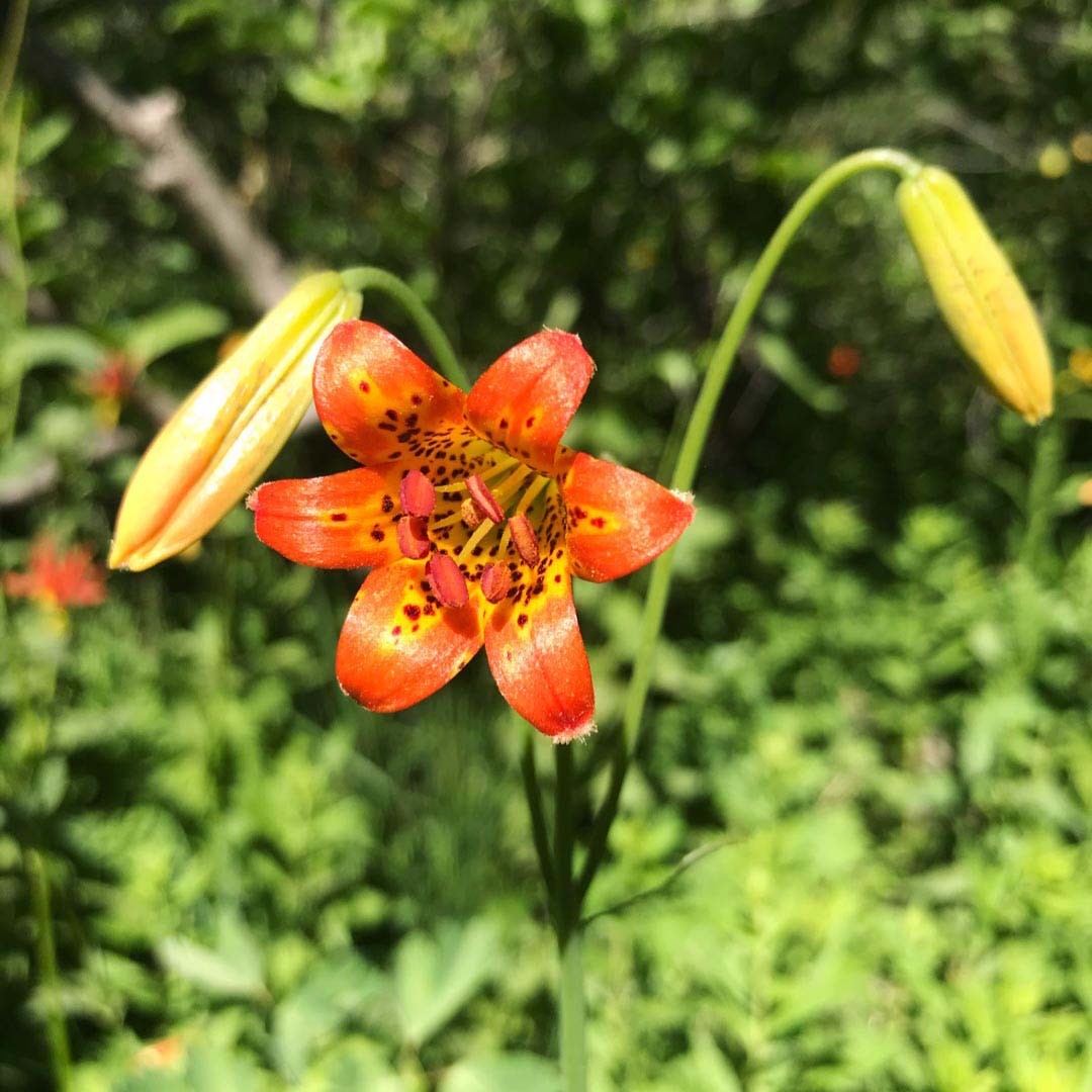 Sierra tigre lirio (Lilium parvum) - PictureThis