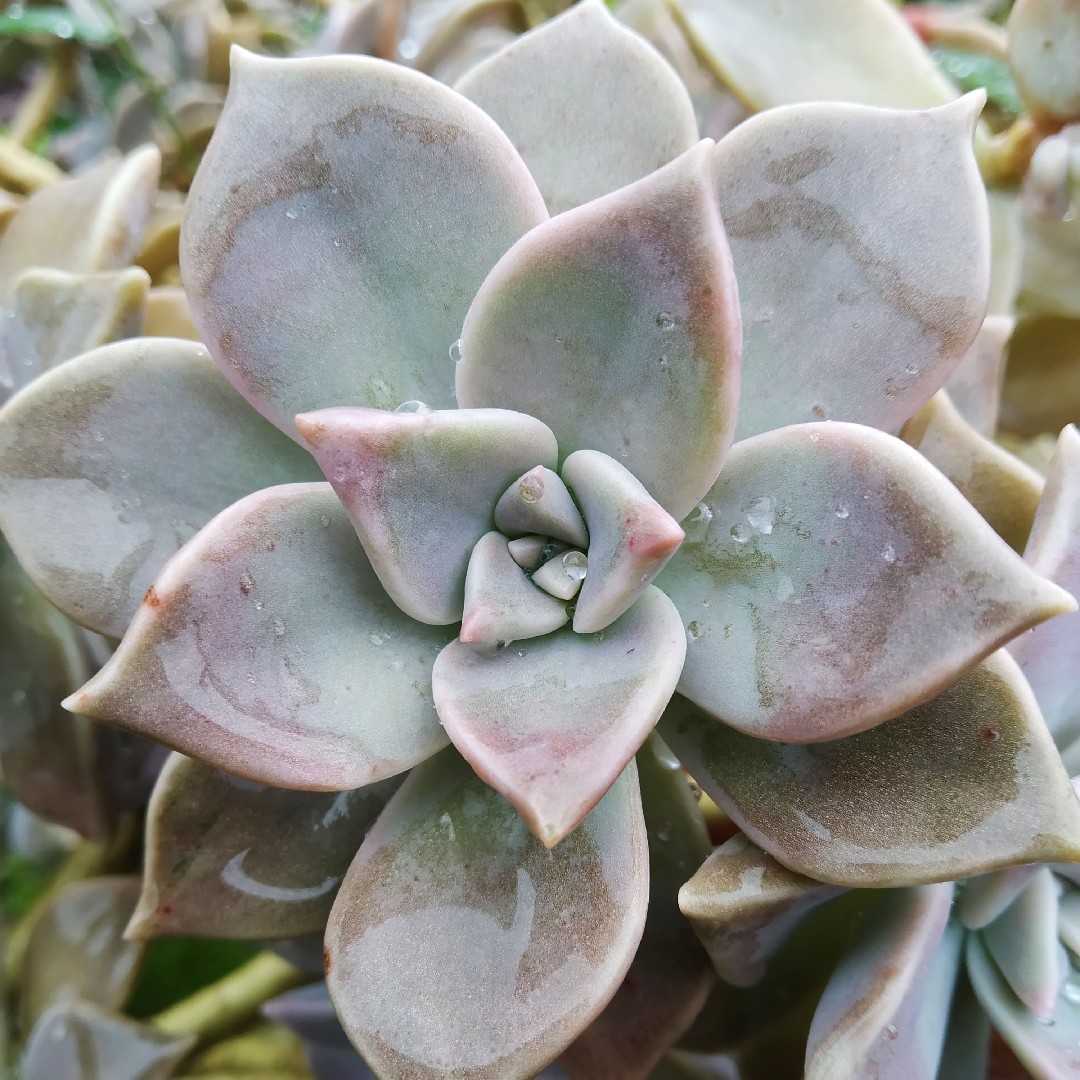 多肉植物 紫と緑のグラデーション*4 セダム属 多肉植物 紫と緑のグラデーション 葉 - メルカリ