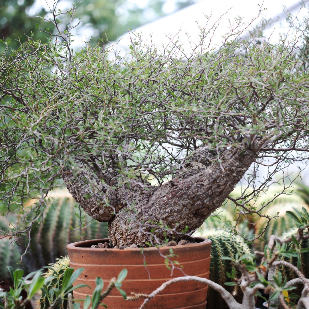 Operculicarya Care (Watering, Fertilize, Pruning, Propagation ...