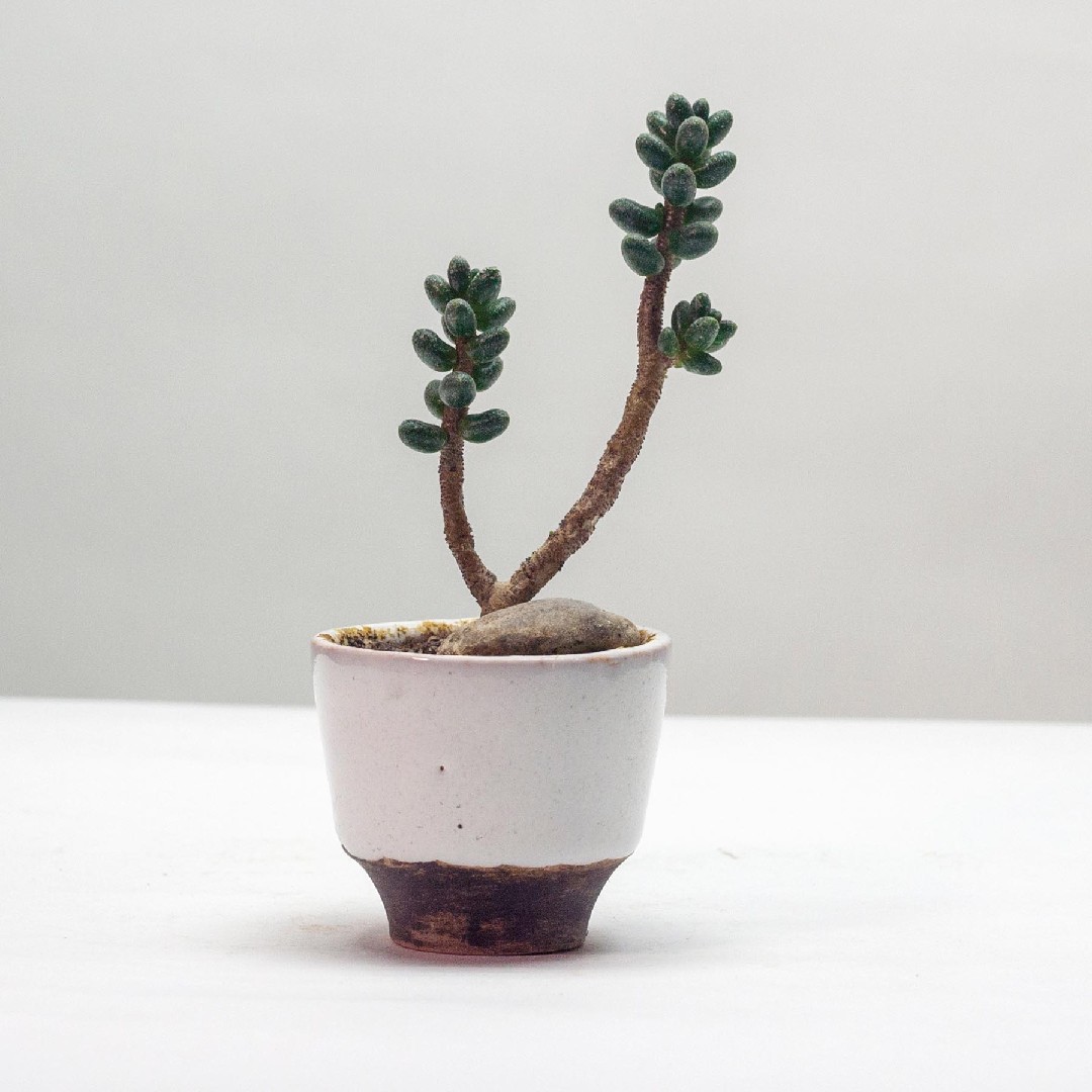 ギョクレン（玉蓮）の育て方・栽培方法