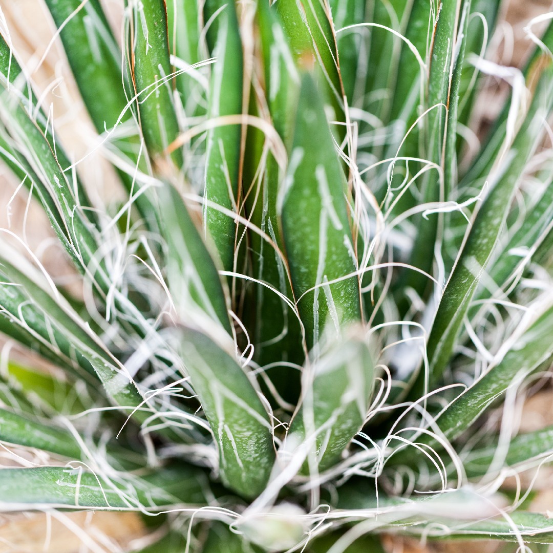 Was wird passieren, wenn Agave parviflora zu viel Sonnenlicht abbekommt? -  PictureThis
