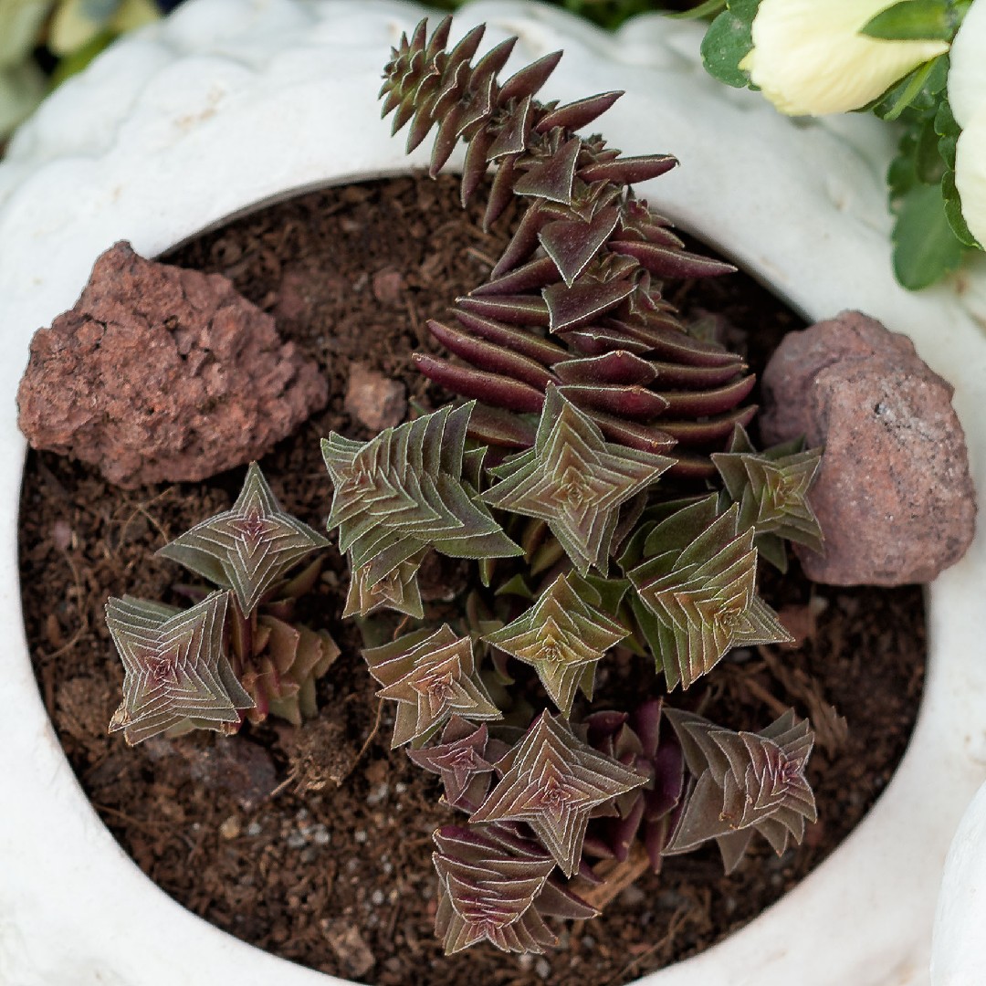 the zz plant Black Queen ZZ Plant - Zamioculcas - 4" Pot