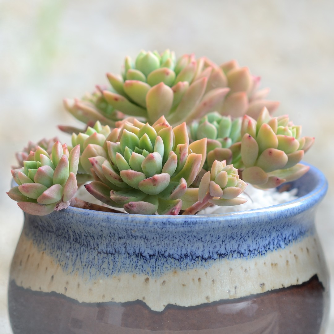 エケベリア 'ミニベル' (Echeveria 'Minibelle') - PictureThis