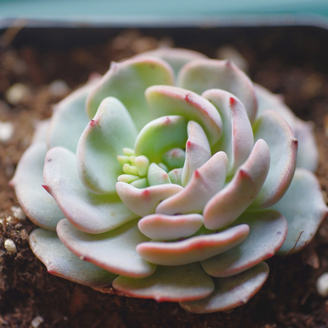 エケベリア'モンブラン' (Echeveria 'Mont Blanc') - PictureThis