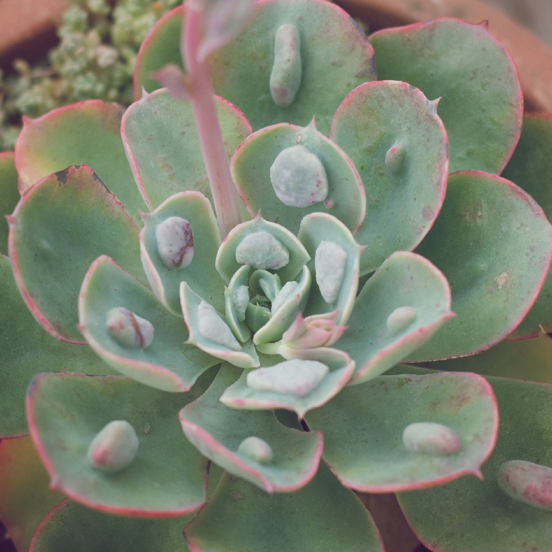 エケベリア 'レインドロップス' (Echeveria 'Rain Drops') - PictureThis