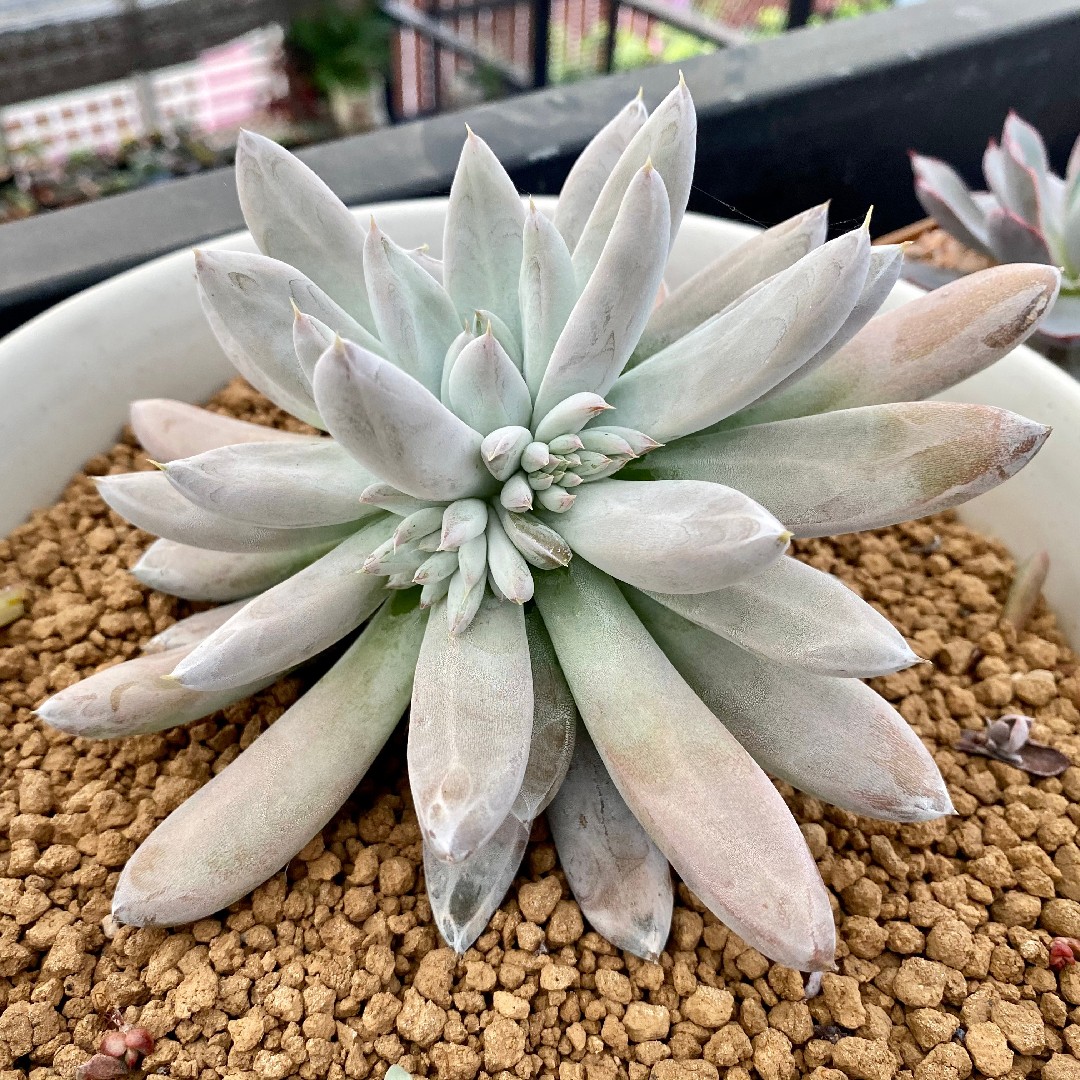 Echeveria tolimanensis - PictureThis