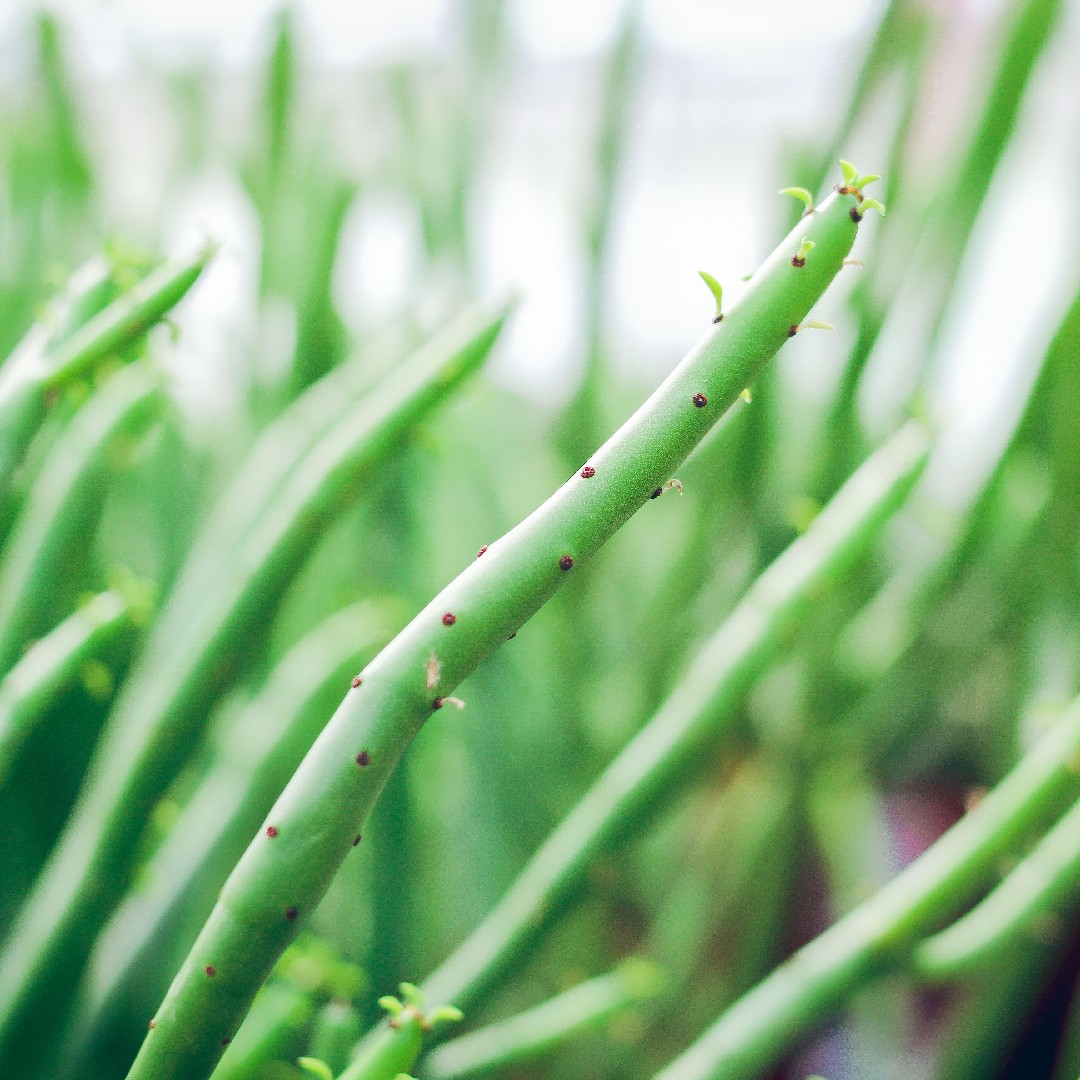 ユーフォルビア・アローディー (Euphorbia alluaudii) - PictureThis