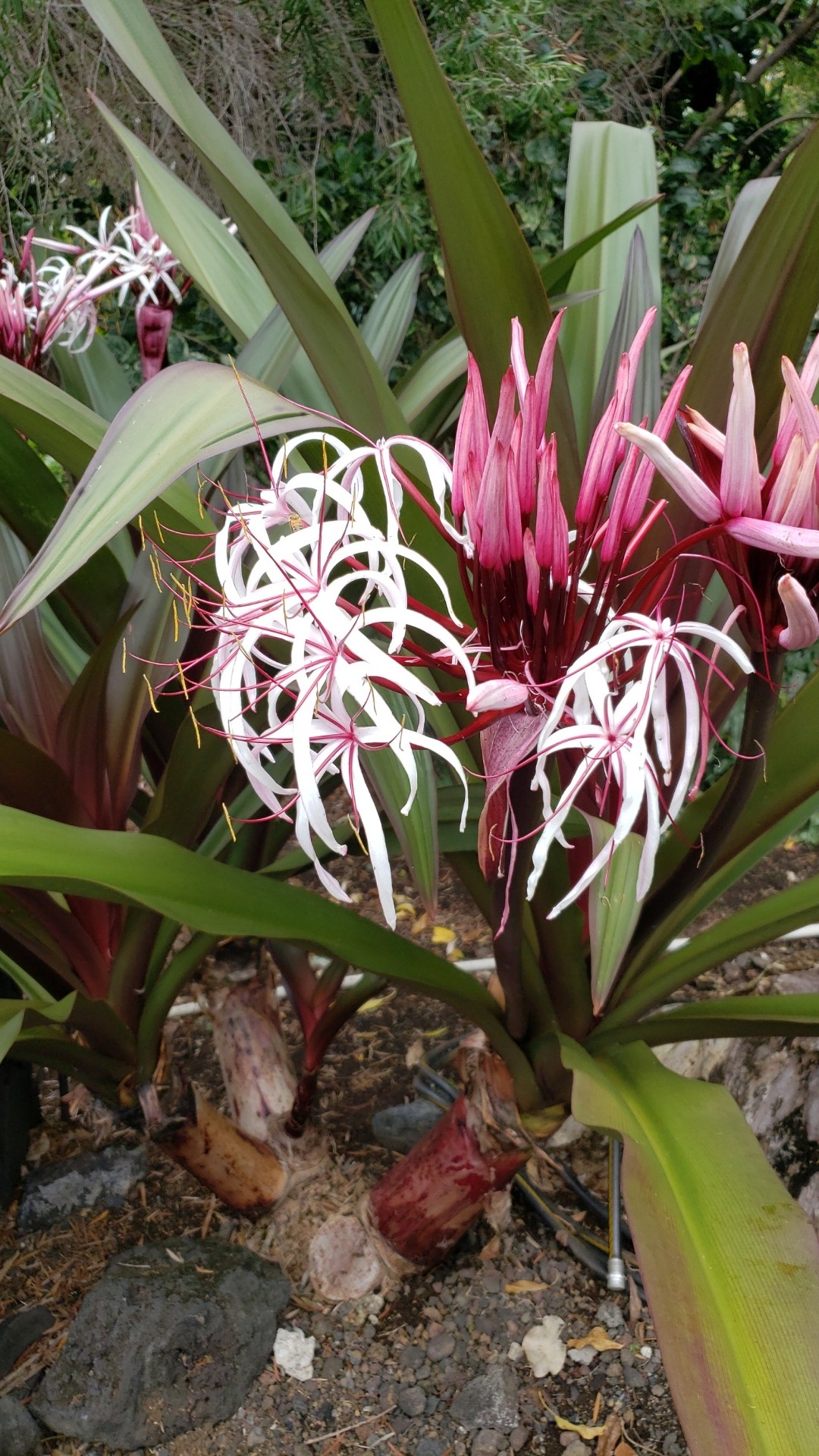 ハマユウ（浜木綿）の判定方法 (Crinum asiaticum)