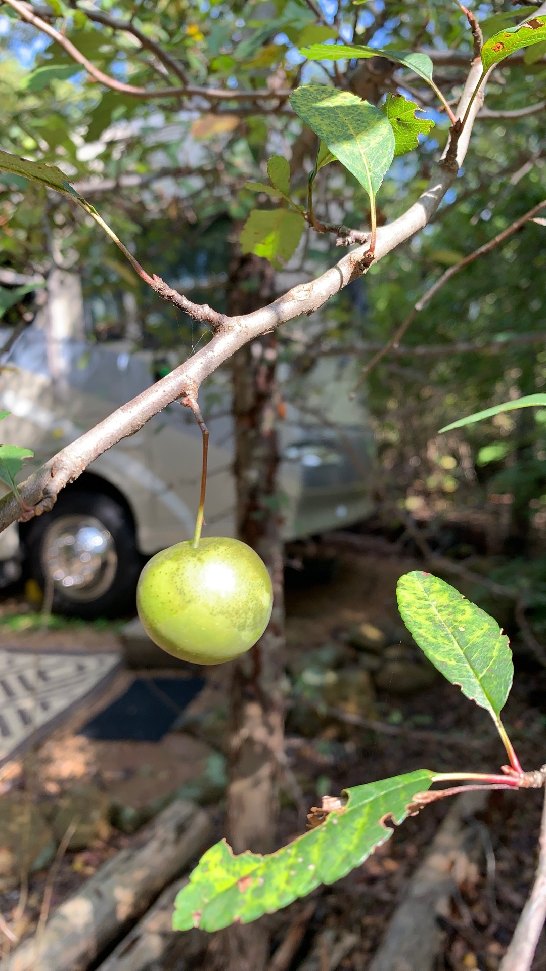 拈花惹草集: 貼梗海棠(Flowering Quince), image size:1080x1920
