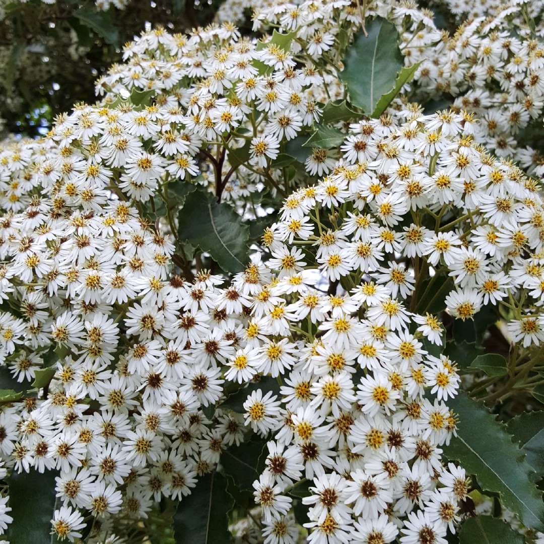 Olearia PictureThis