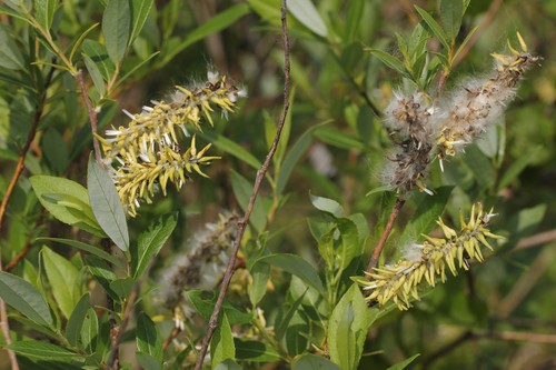 Salix myricoides PictureThis