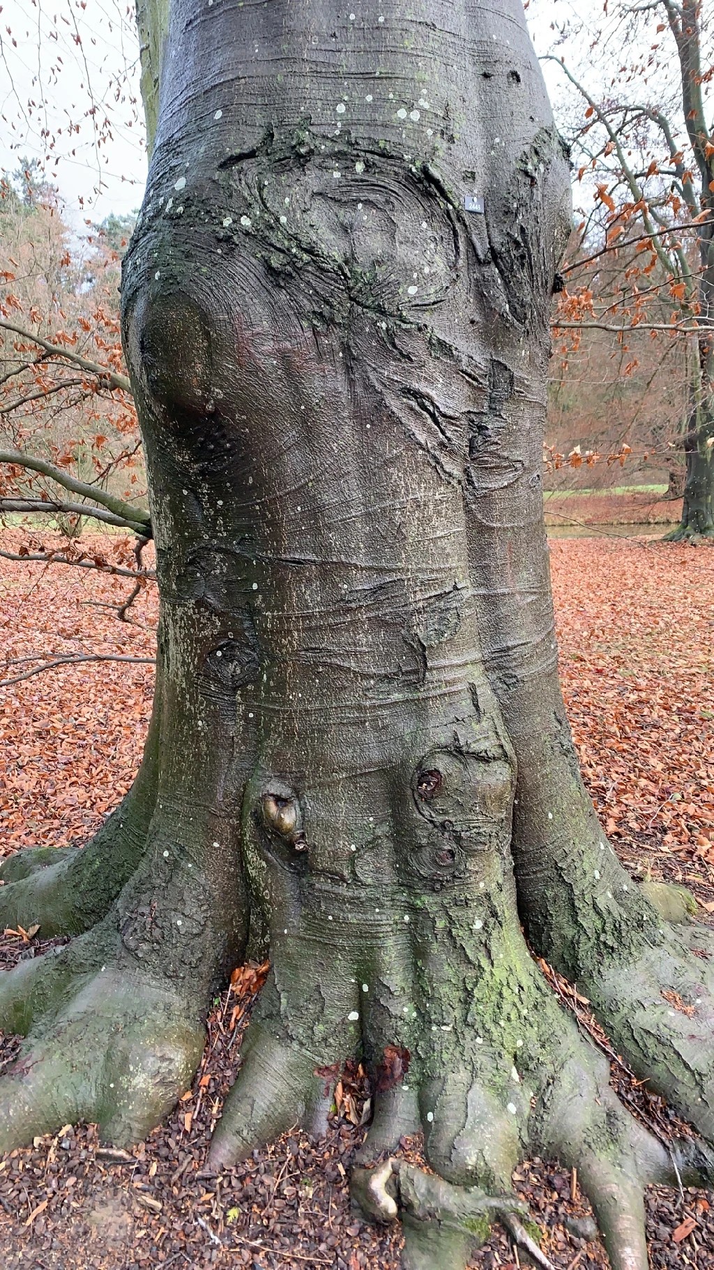 How To Identify A Beech Tree