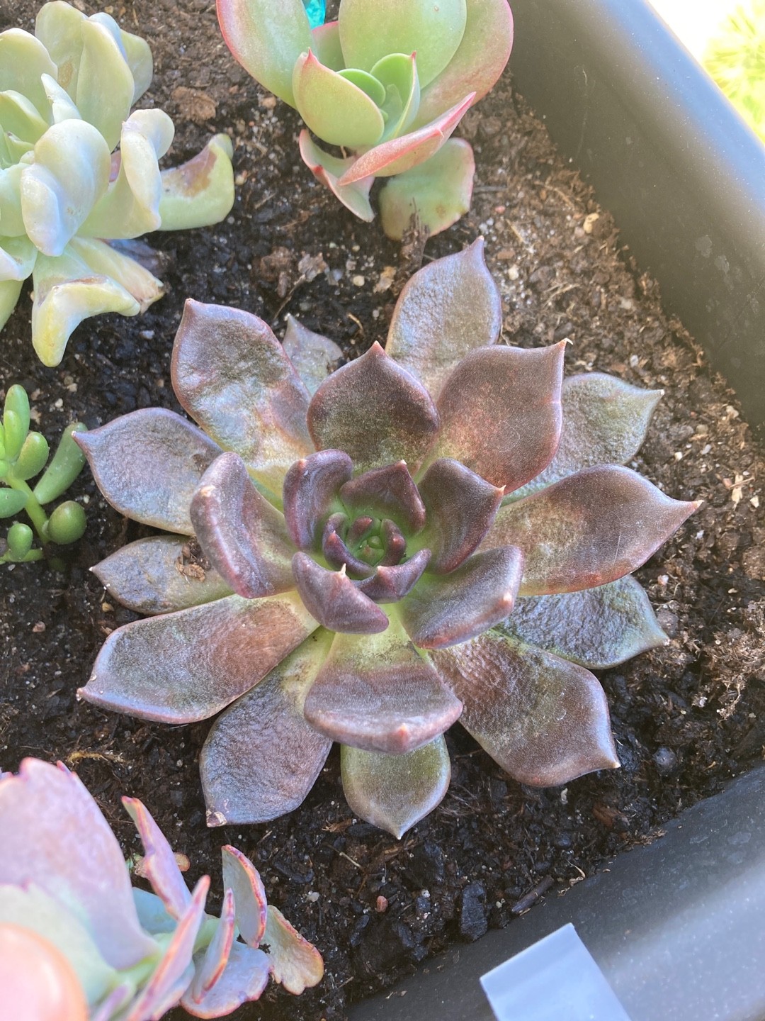 ブラックプリンスの判定方法 (Echeveria 'Black Prince')