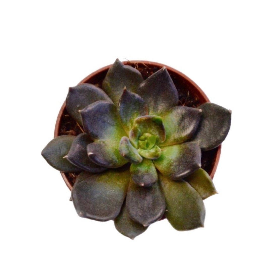 ❇️確認用❇️ブラックプリンス錦ファミリー❇️ ❇️確認用❇️ブラックプリンス錦ファミリー❇️