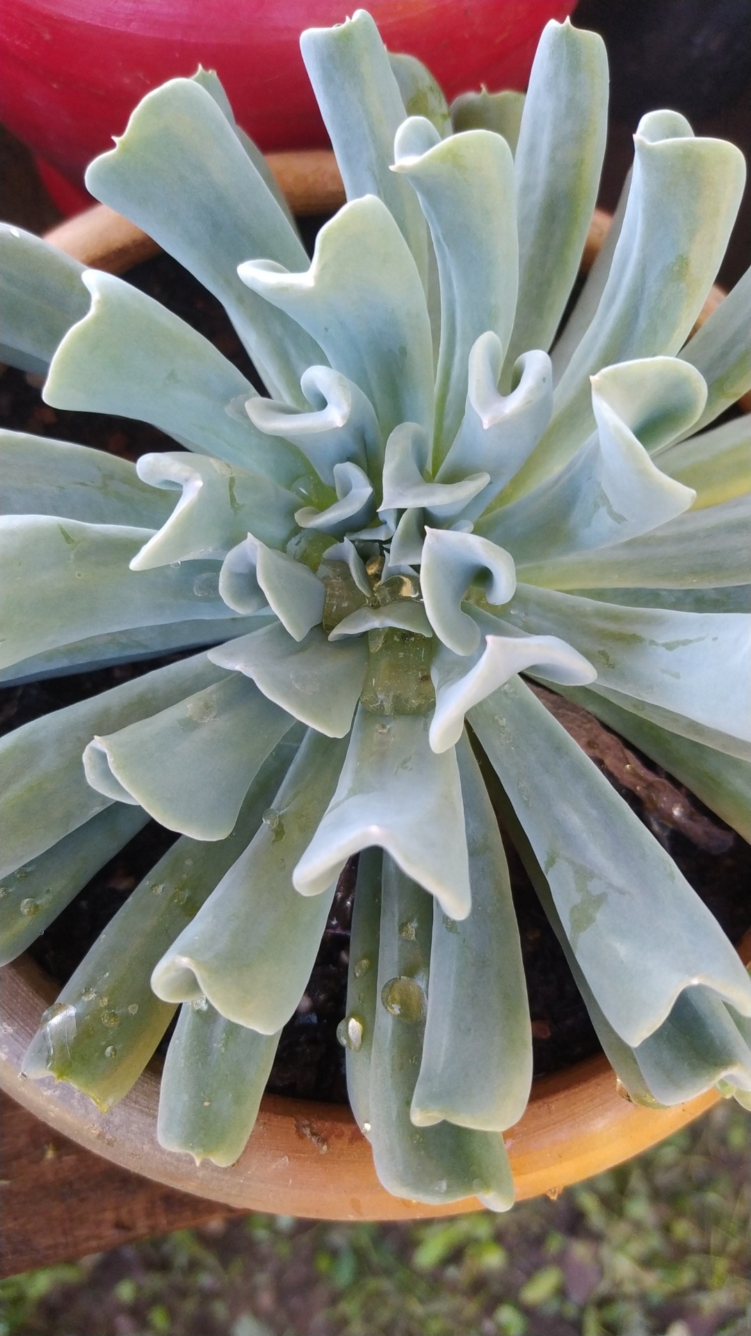 トップシータービーの判定方法 (Echeveria runyonii 'Topsy Turvy')
