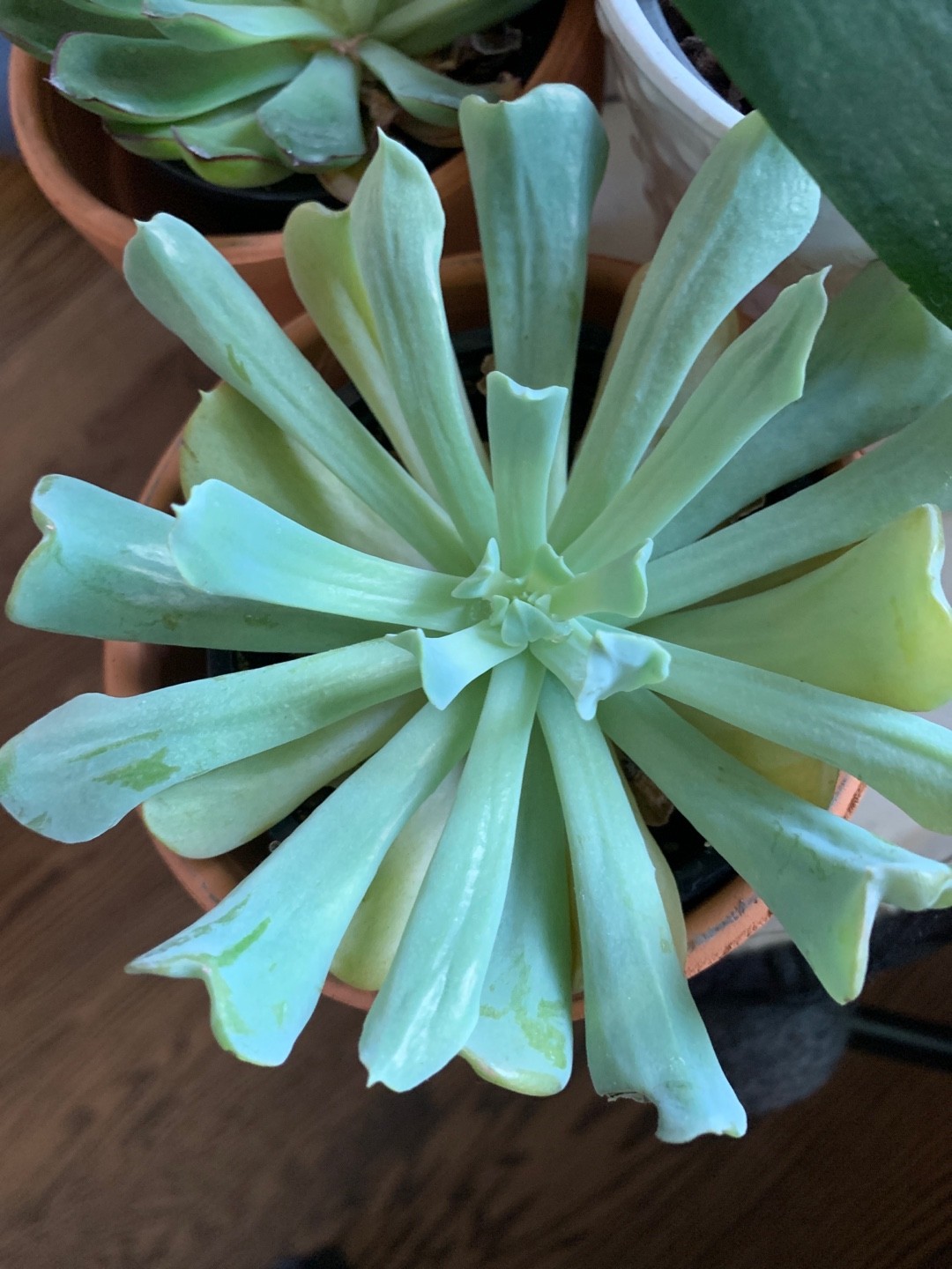 トップシータービーの判定方法 (Echeveria runyonii 'Topsy Turvy')