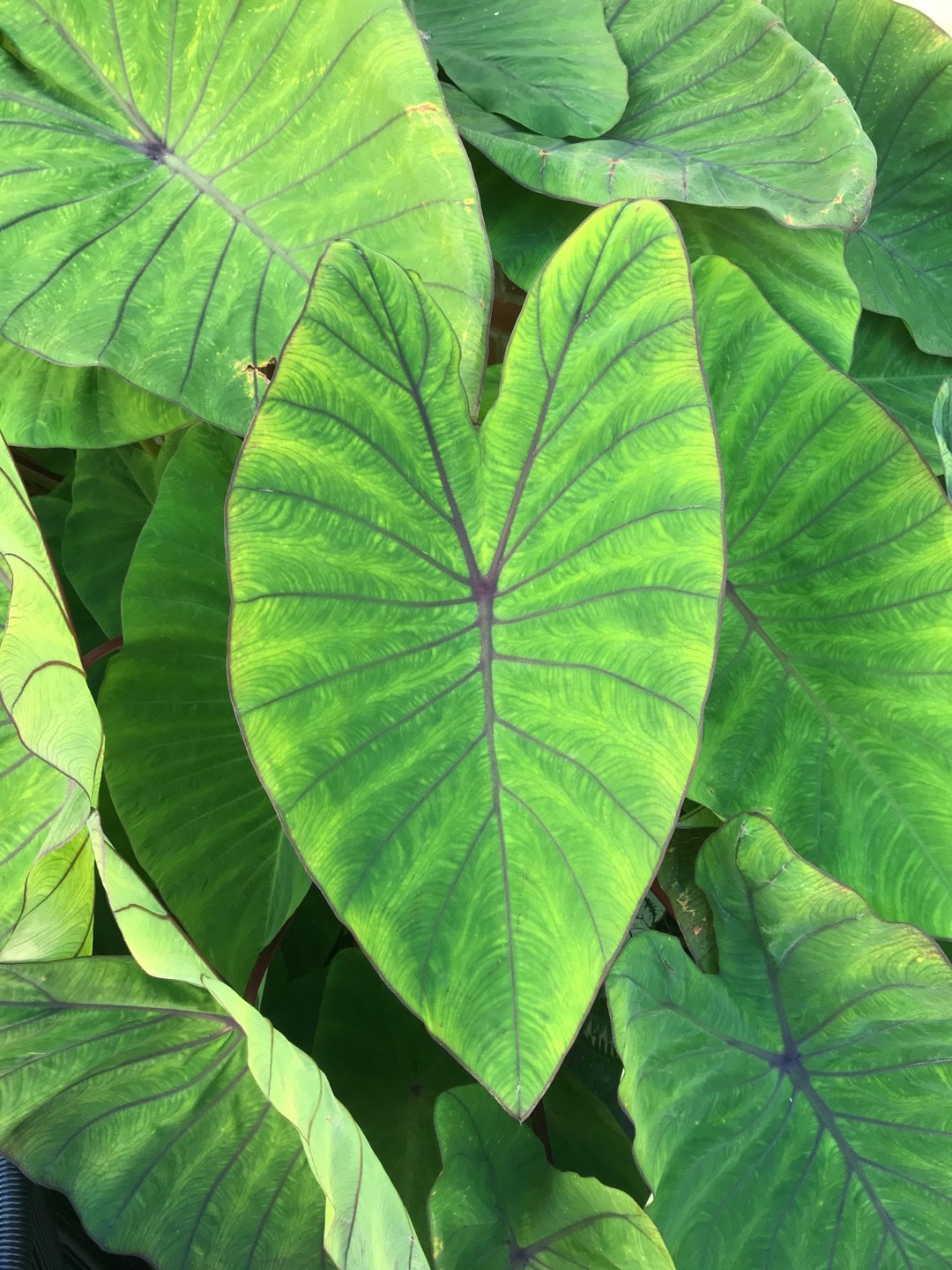 サトイモ属 Colocasia 花言葉 学名 よくある質問 Picturethis サトイモ属 Colocasia 花言葉 学名 よくある質問 Picturethis