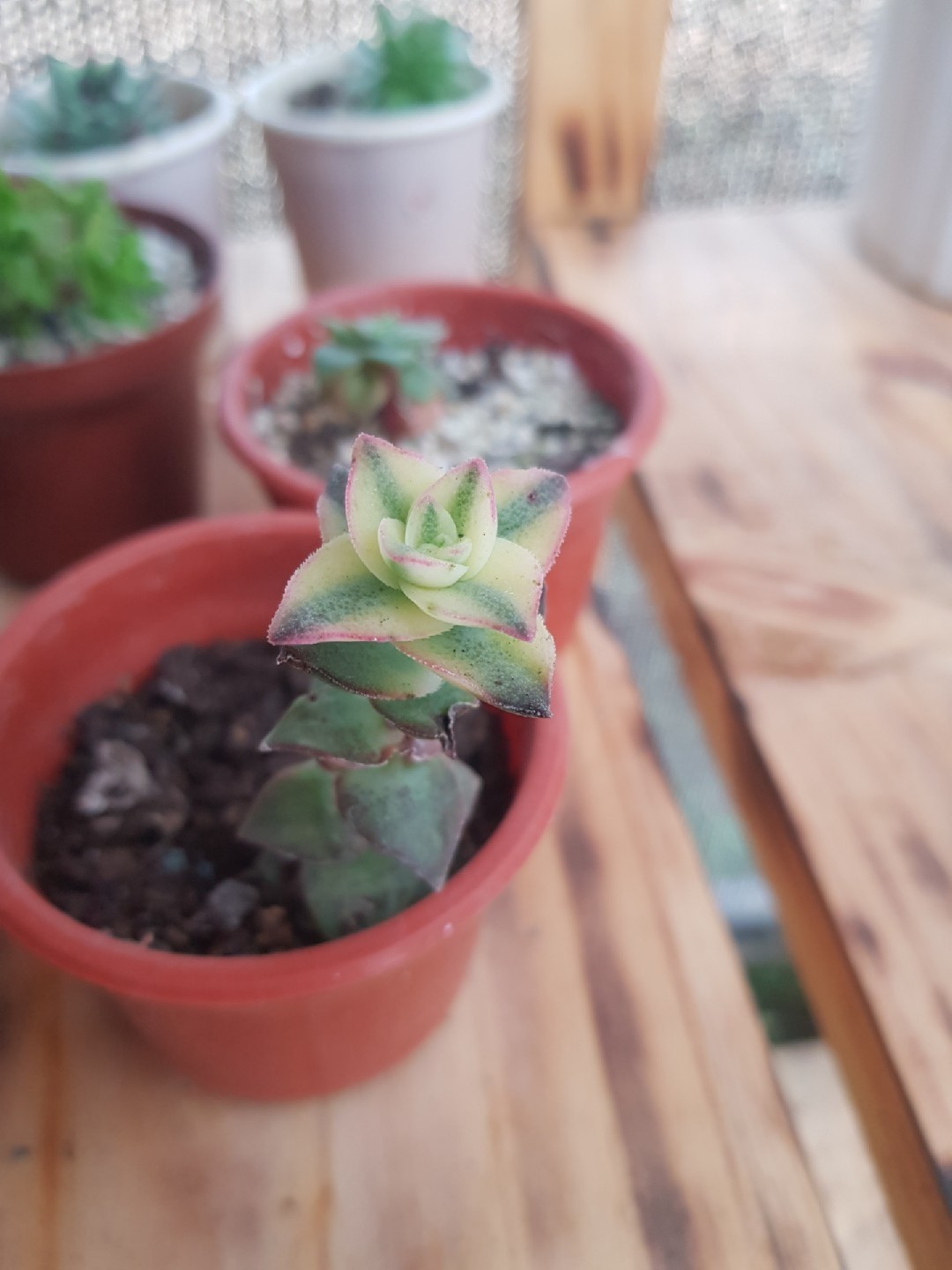 Come Prenders Cura D Una Crassula Perforata O Succulenta Collana D Botton | Perforatrce - Foto 7