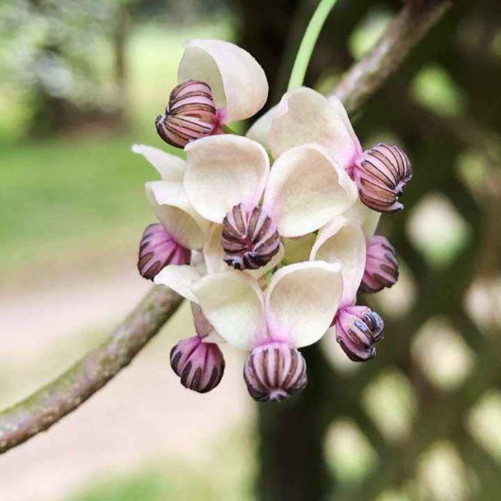 アケビ（木通）の判定方法 (Akebia quinata)