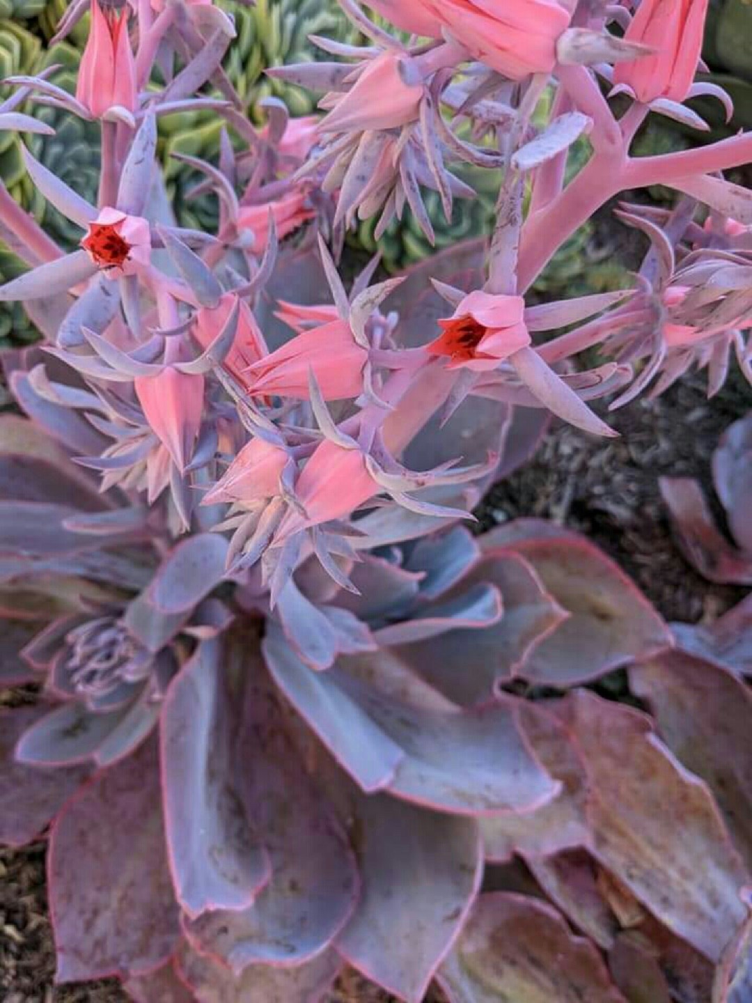 エケベリア・アフターグロウの育て方・栽培方法