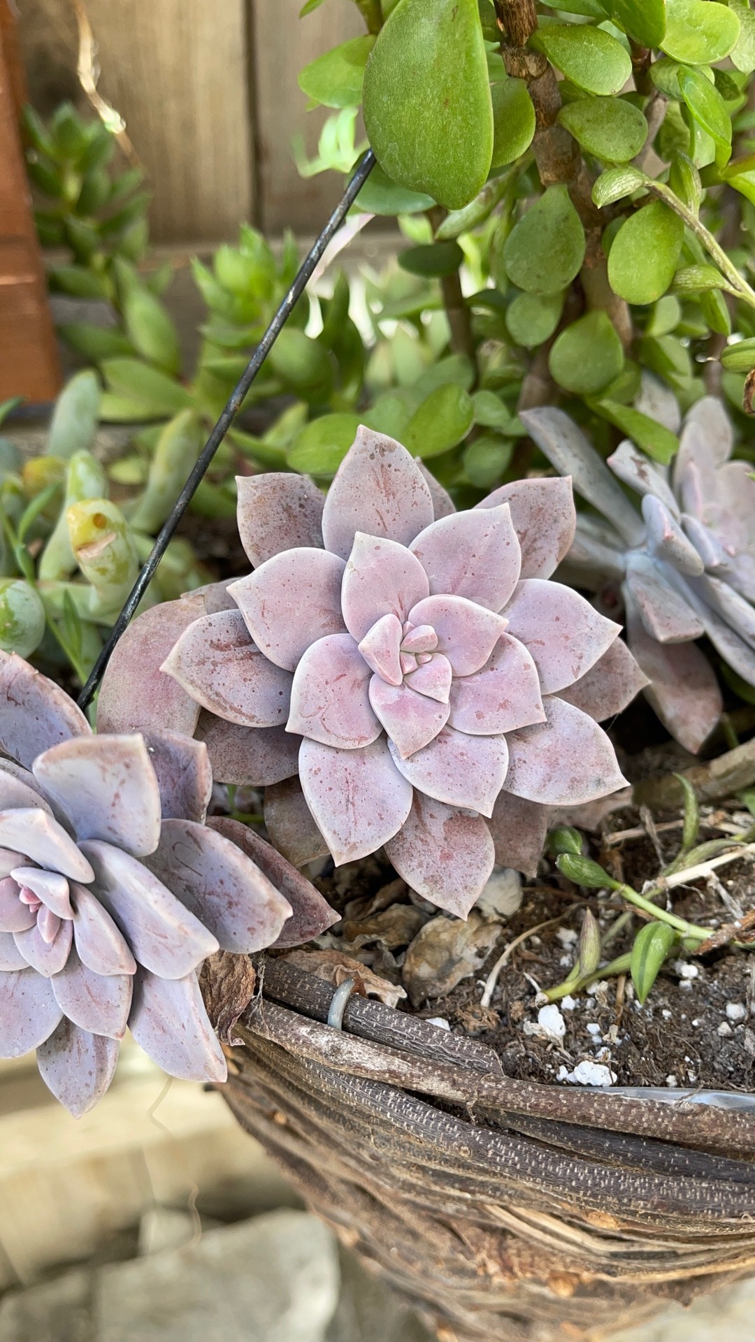 グラプトペタムラ・スーパーバムの判定方法 (Graptopetalum superbum)