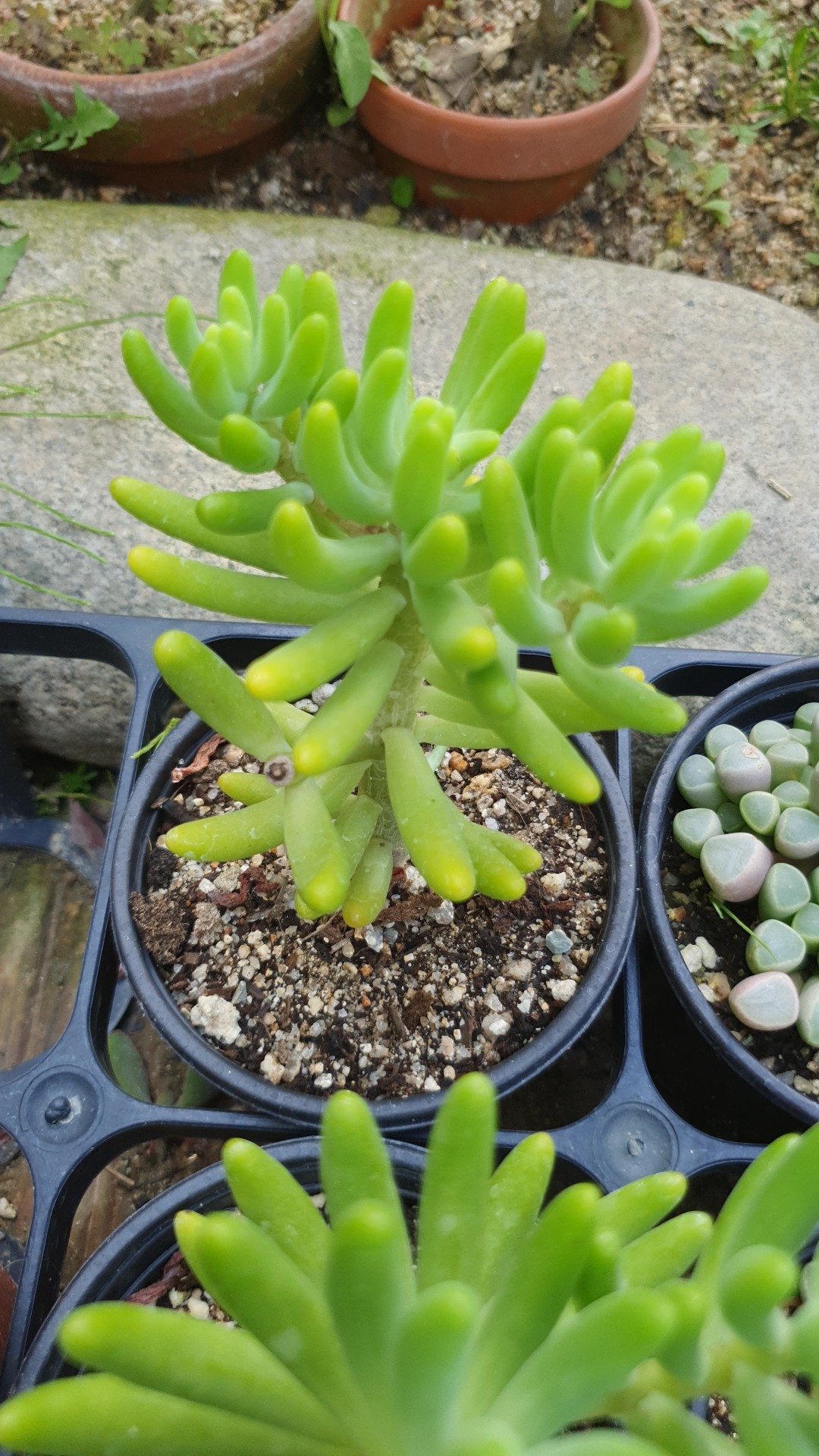 15 Tipos de Cobertura Vegetal Sobre Los Que Puedes Caminar para Crear Un  Bonito Sendero en El Jardín | PDF | Mentha | Hoja, image size:1080x1920