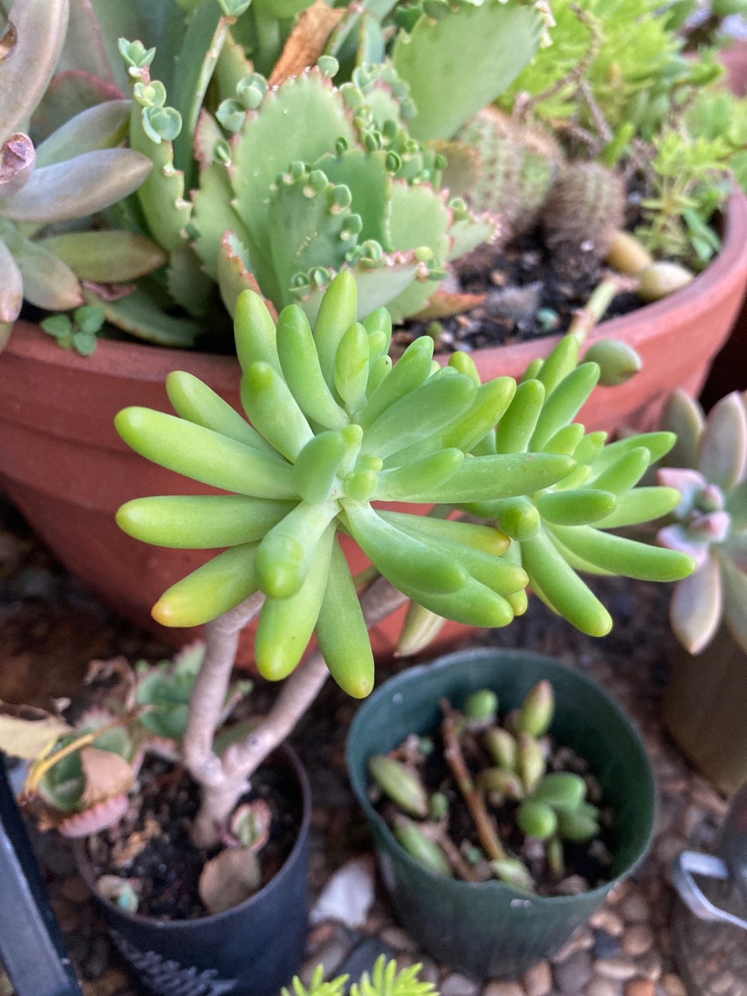 Cómo cultivar y cuidar una Sedum Corynephyllum, image size:1080x1440