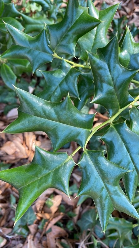 So identifizierst du Chinesische stechpalme (Ilex cornuta)