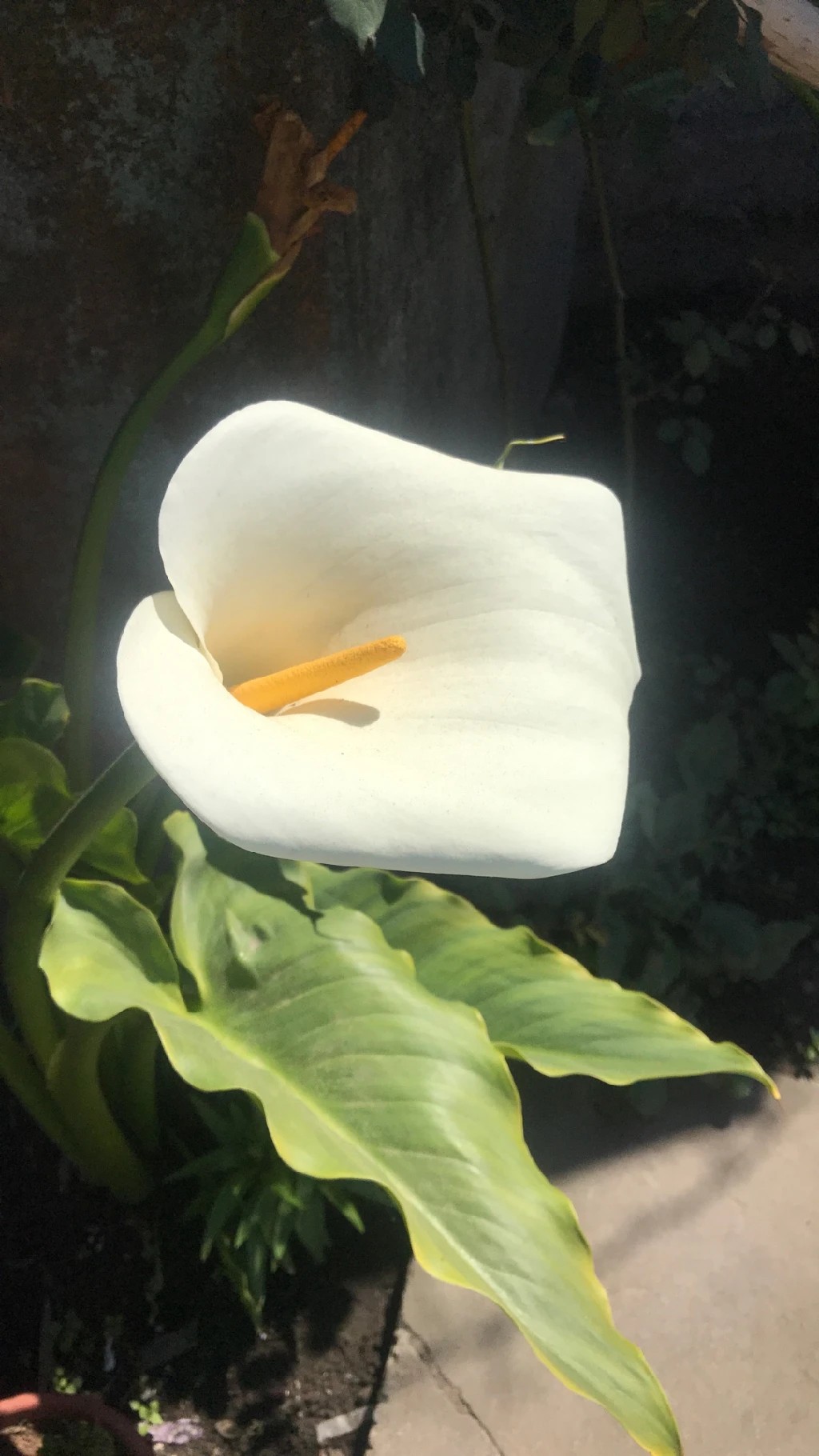 写実画 【和蘭海芋】　肉質画　サインあり botanical art 【和蘭海芋】肉質画サインあり