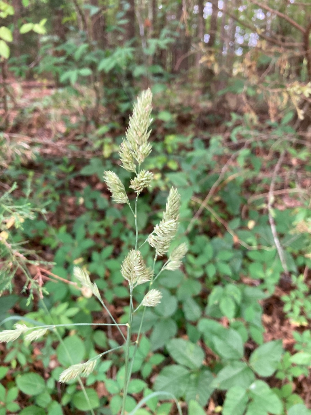 カモガヤ(鴨茅) (Dactylis glomerata) 花言葉,毒性,よくある質問 - PictureThis