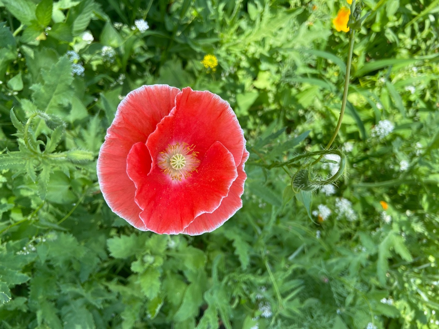如何識別虞美人草(Papaver rhoeas)