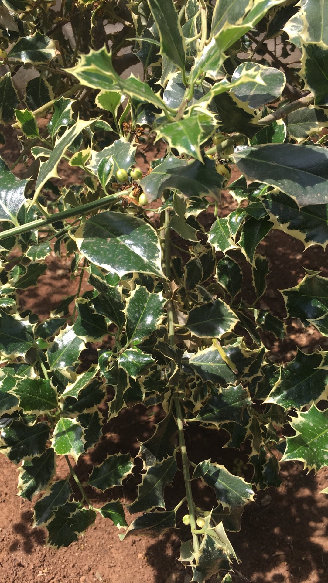 So identifizierst du Europische Stechpalme (Ilex aquifolium)