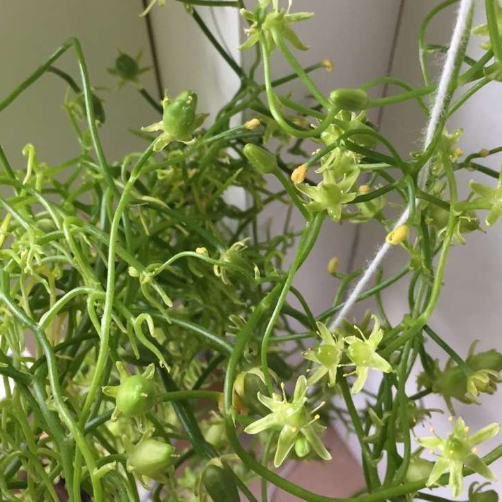 ソウカクデン（蒼角殿）の判定方法 (Bowiea volubilis)