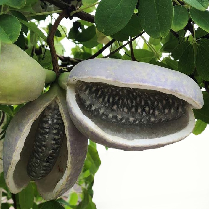 アケビ（木通）の判定方法 (Akebia quinata)